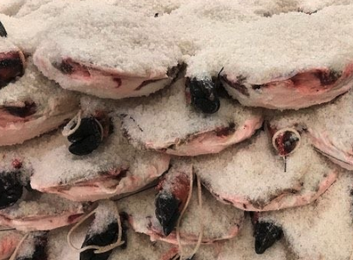 Pila de jamón ibérico en saladero