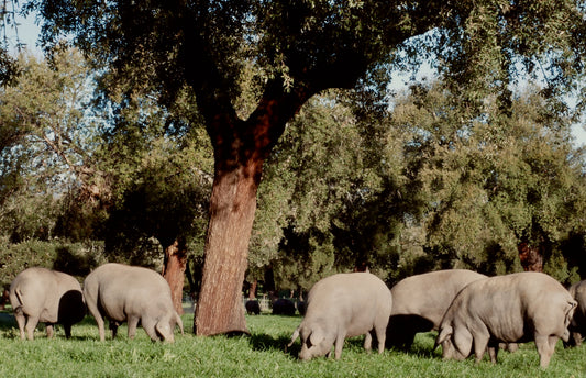 Jamón ibérico de doble montanera ¿Qué es? ¿Es mejor?