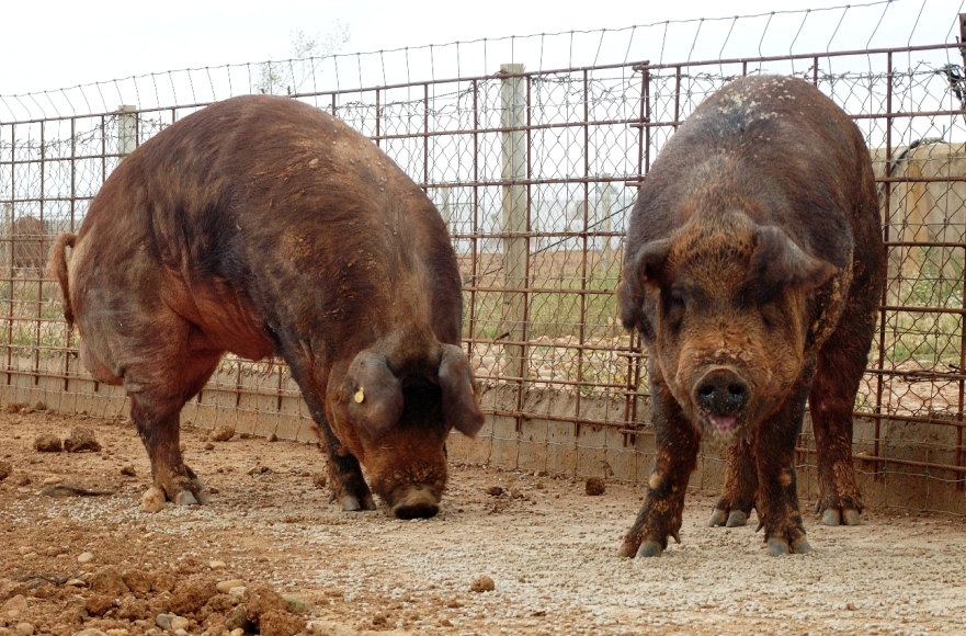 cerdos de raza duroc