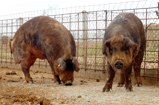 cerdos de raza duroc