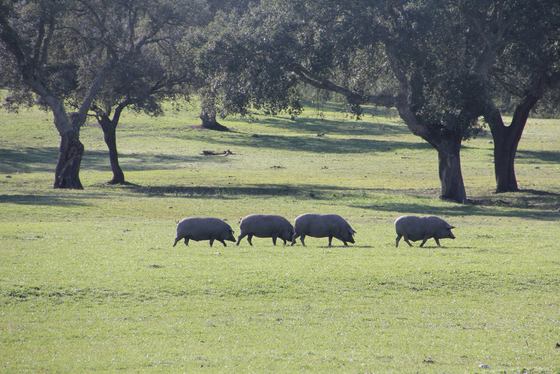 ¿Qué diferencia hay entre jamón de cebo y de bellota?