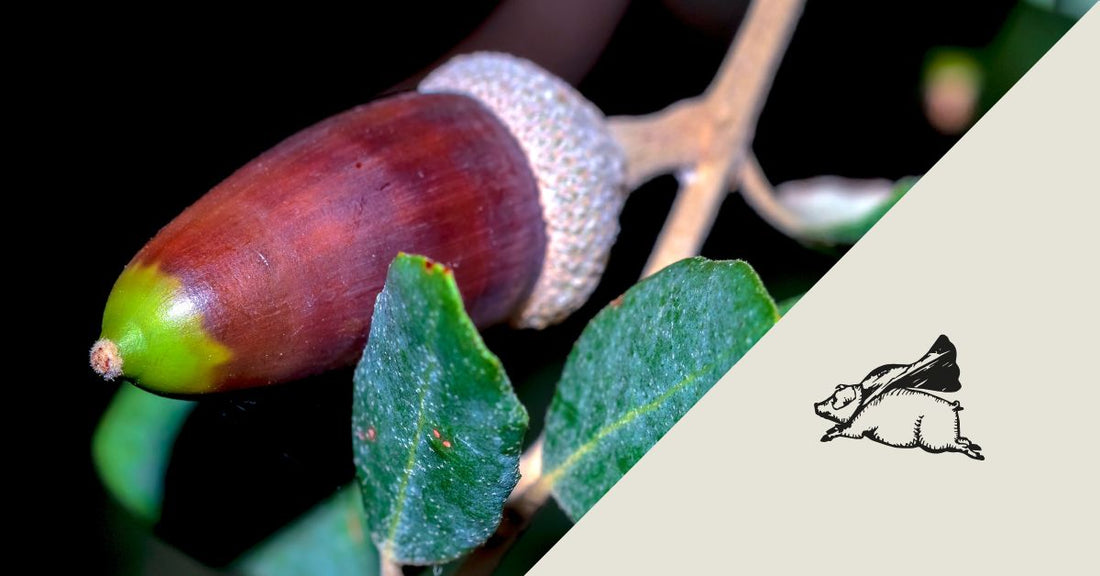 Los diferentes tipos de bellotas y su impacto en la calidad del jamón ibérico