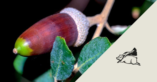 Los diferentes tipos de bellotas y su impacto en la calidad del jamón ibérico