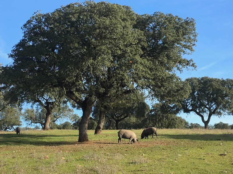 cerdos ibéricos en la dehesa
